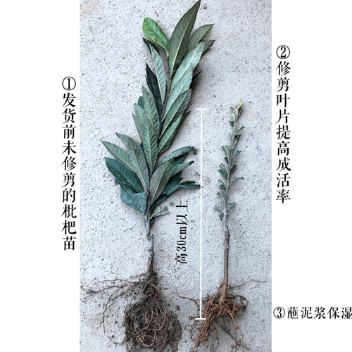 【大五星枇杷树苗】耐寒-7℃大果 5月下红砂黄肉红肉常绿枇杷苗 - 图2