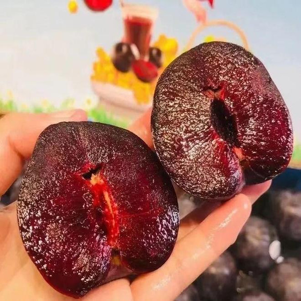 【胭脂女王李苗】澳洲红肉新品种早熟红丁樱桃李韩国樱桃李子树苗,淘宝优惠券,粉丝福利购,淘宝优惠卷