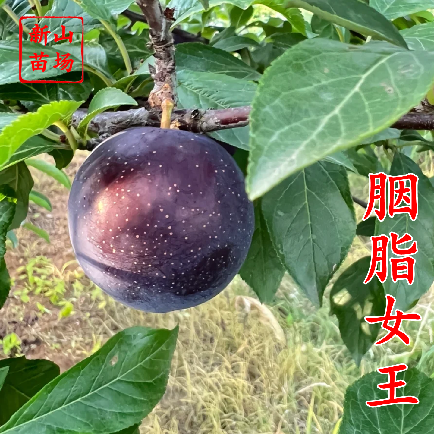 【胭脂女王李苗】澳洲红肉新品种早熟红丁樱桃李韩国樱桃李子树苗,淘宝优惠券,粉丝福利购,淘宝优惠卷