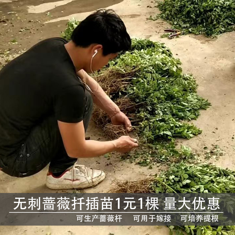 实生无刺蔷薇苗人参根棒棒糖爬藤欧月花卉盆栽嫁接砧木树桩子月季-图3