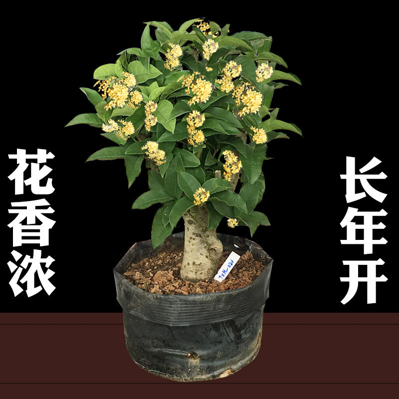 天香台阁桂花树苗小盆栽四季月月桂矮化株老桩室内外耐寒花卉绿植,淘宝优惠券,粉丝福利购,淘宝优惠卷