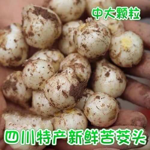 新鲜苦藠四川特产团葱小根蒜苦叫野葱头洋蒜苦蒜小蒜圆蒜团蒜薤白 - 图0