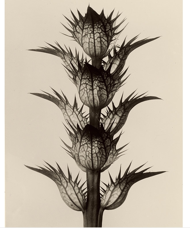 E355【德国】（Karl Blossfeldt）黑白植物显微摄影网传电子图库 - 图0