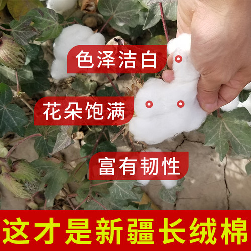 新疆长绒棉纯棉花被子棉絮被芯四季通用手工棉被加厚冬被网套宿舍 - 图0