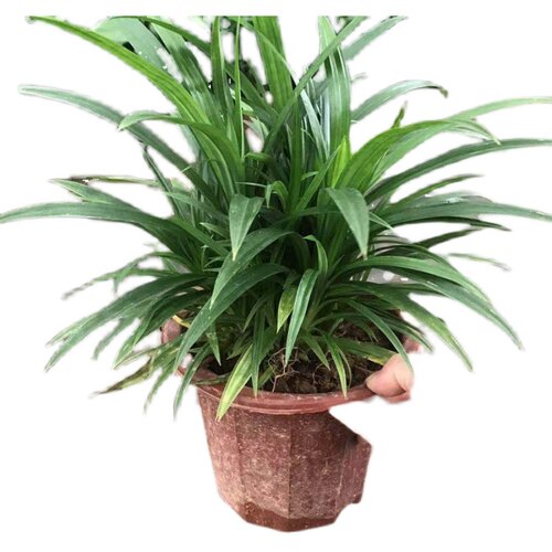 香兰叶斑斓叶班兰叶盆栽可食用香料植物四季常青绿植客厅阳台美观 - 图3