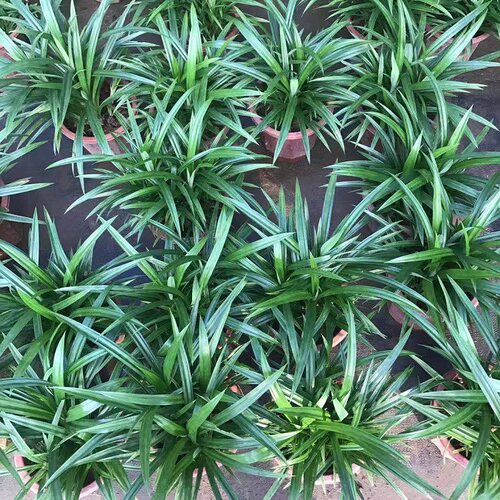 香兰叶斑斓叶班兰叶盆栽可食用香料植物四季常青绿植客厅阳台美观 - 图1