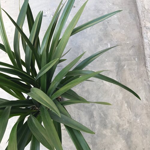 A级/建兰/墨兰盆栽企黑兰花苗室内花卉盆景浓香植物客厅兰草绿植 - 图1