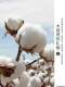100 pure cotton autumn jacket for middle-aged and elderly dads