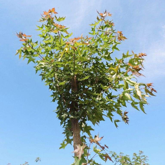 庭院地栽绿化五角枫树苗元宝枫树苗景观植物风景树五角枫花苗-图3