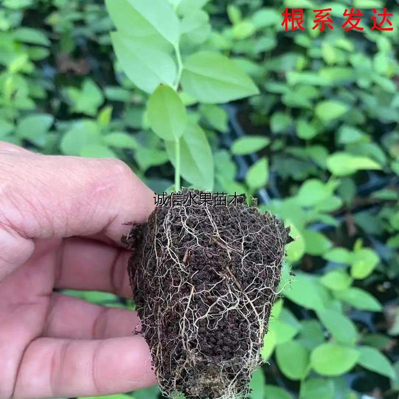 蓝莓脱毒组培苔藓苗蓝莓树果苗南高丛北高从盆栽地栽阳台小苗种植-图0