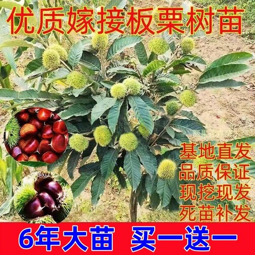 板栗苗树大红袍油栗当年结果南方北方种植盆栽地栽特大果嫁接树苗 - 图2