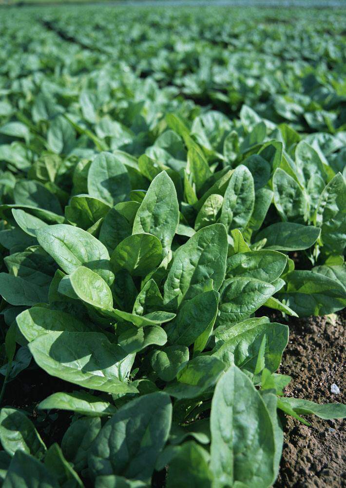 【四季大叶菠菜种子】圆叶子菠菜红根四季种植蔬菜种子阳台庭院种