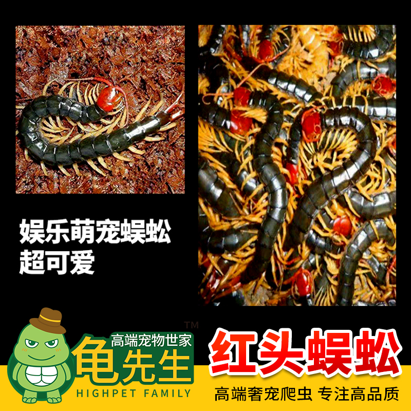 爬虫宠物蜈蚣活体昆虫亚马逊红头蜈蚣另类玩家高端观赏包邮包活-图0
