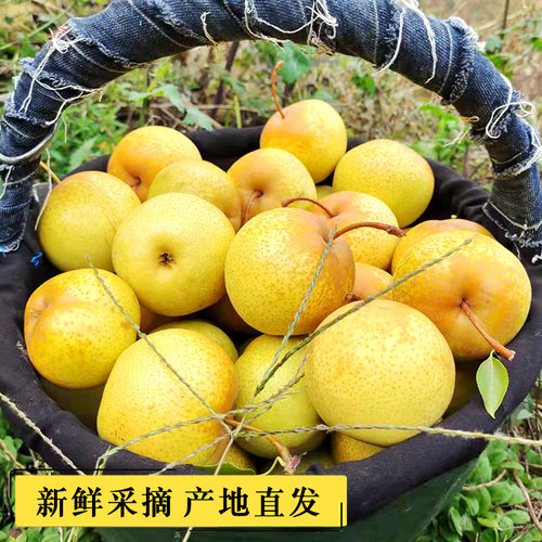 花盖梨新货正宗花盖梨东北鞍山特产软梨酸梨可做冻梨净重5斤包邮 - 图2