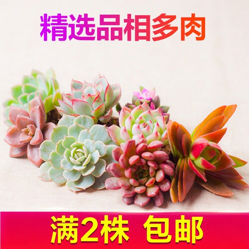 多肉植物盆栽室内办公室阳台桌面小绿植花卉好养带土招财越晒越红 - 图1