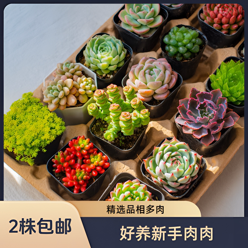 多肉植物盆栽室内办公室阳台桌面小绿植花卉好养带土招财越晒越红 - 图0