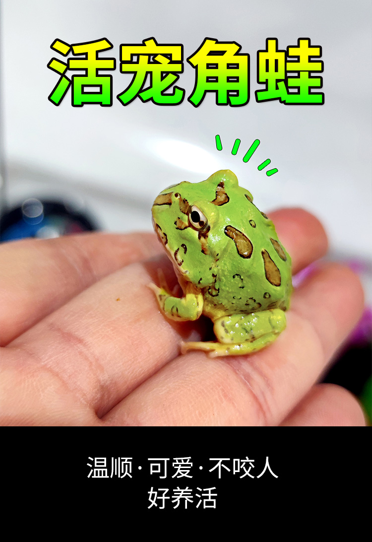 角蛙活体宠物青蛙绿角蛙蝌蚪黄金角蛙活物蝴蝶角蛙活体包活 - 图0