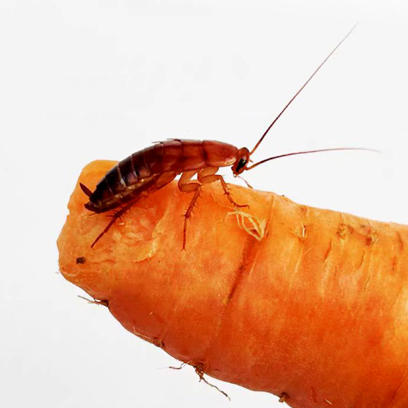 杯装樱桃蟑螂活虫饲料幼体蜥蜴角蛙守宫乌龟龙鱼活体饵饲料包活,淘宝优惠券,粉丝福利购,淘宝优惠卷
