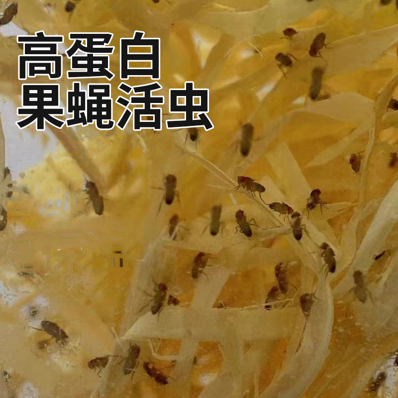 果蝇活虫高蛋白活物螳螂食物树蛙活体饲料跳蛛蚂蚁饲料幼体食物-图0