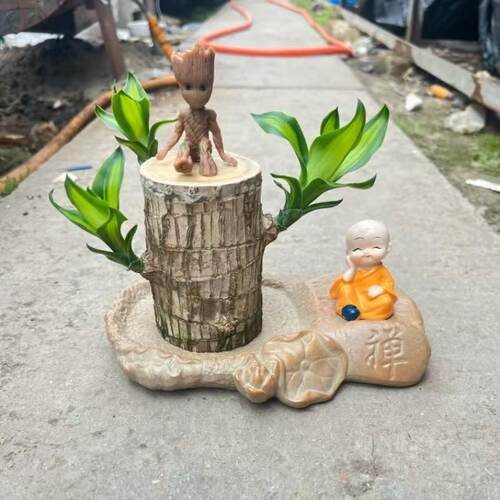 【带叶多芽发货】巴西木带芽孢幸运木水培植物室内水养绿植盆栽 - 图1