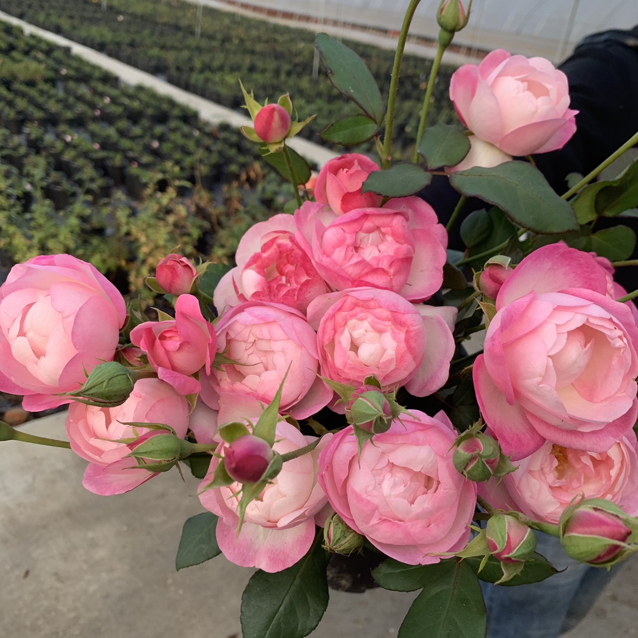 草莓杏仁饼月季花苗开花粉色玫瑰花室内阳台四季盆栽花卉绿植欧月 - 图1