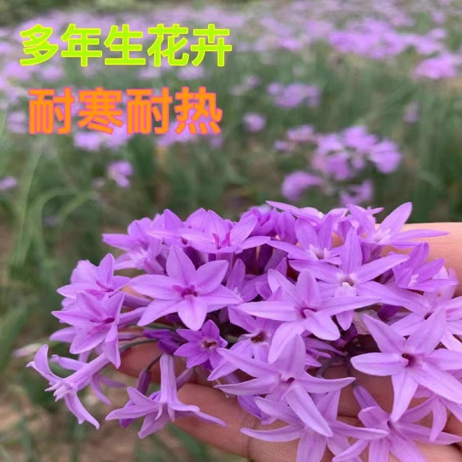 紫娇花洋韭菜花苗耐热耐寒阳台常绿花卉花期长庭院造景花境多年生 - 图0