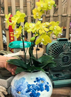 景德镇手工花盆花器家居茶室简约高档摆件Y8120A2