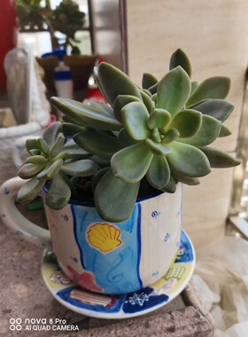 花盆摆件厦门花盆陶瓷孤品艺术