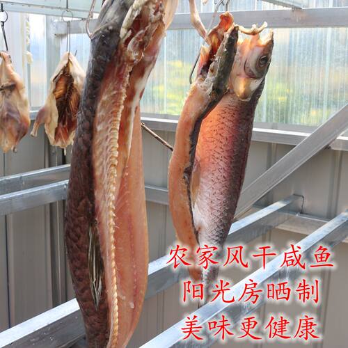安徽特产风干腊鱼咸鱼块农家自制咸鱼干货草鱼块日晒鱼干500g包邮 - 图2