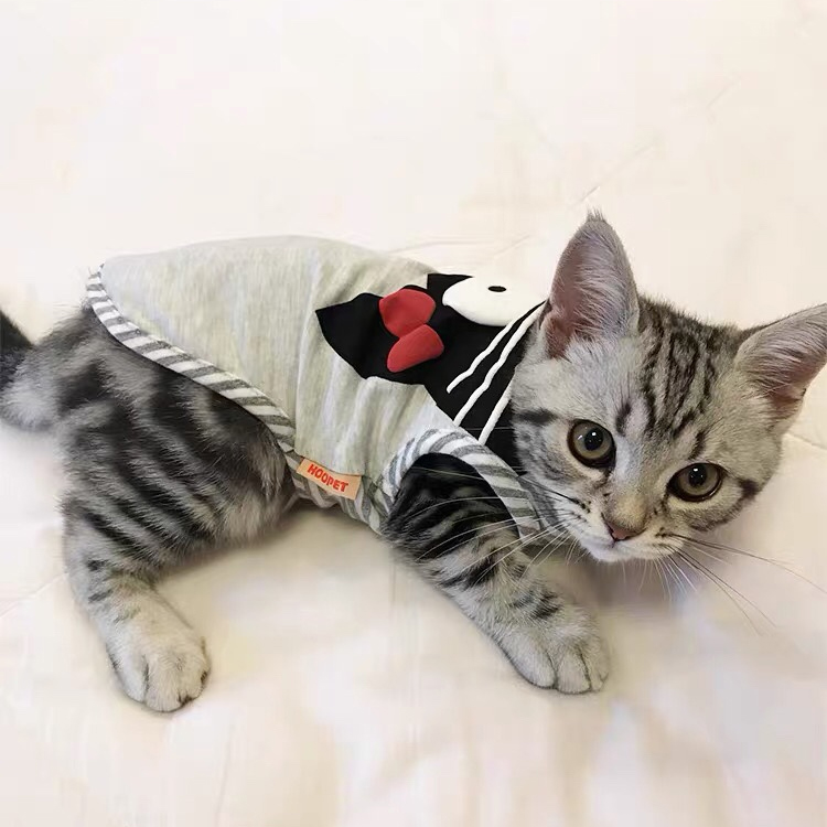 猫咪衣服春秋款公猫蓝猫薄款宠物小猫夏天猫猫夏季春季防掉毛背心 - 图3