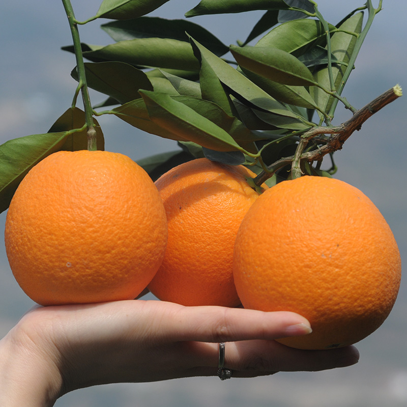 橙子新鲜脐橙10斤水果当季现摘现发秭归伦晚脐橙大果整箱孕妇手剥 - 图1