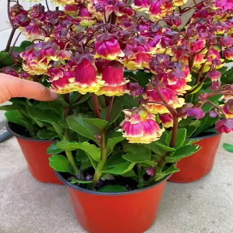 重瓣宫灯长寿花苗盆栽绿植室内带花苞阳台倒挂金钟四季开花多年生,淘宝优惠券,粉丝福利购,淘宝优惠卷