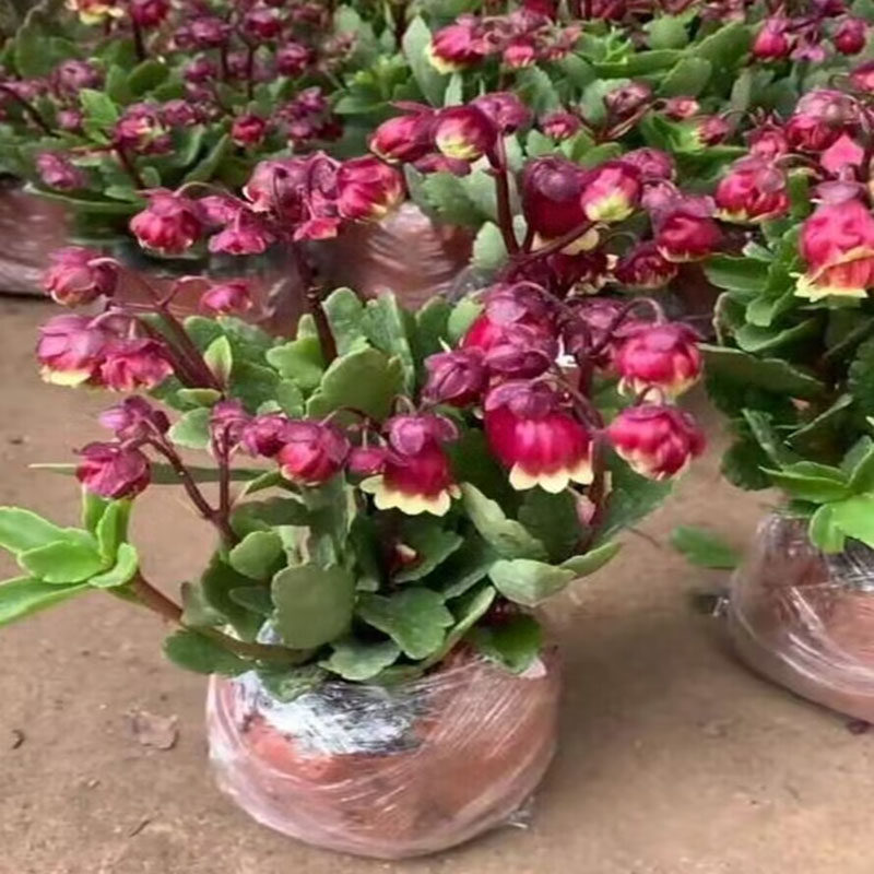 重瓣宫灯长寿花苗盆栽绿植室内带花苞阳台倒挂金钟四季开花多年生,淘宝优惠券,粉丝福利购,淘宝优惠卷