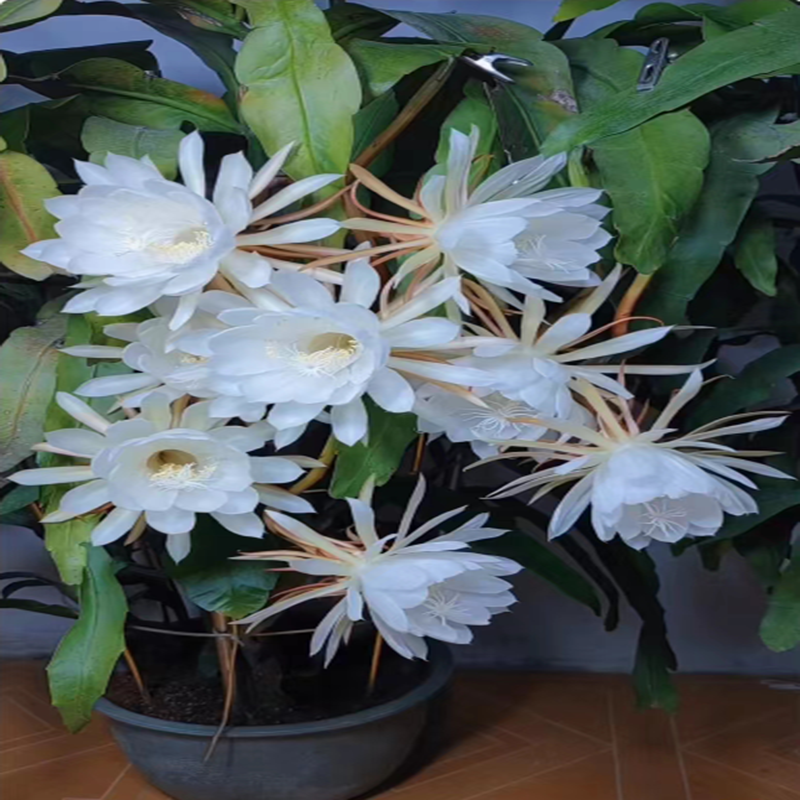 昙花盆栽花苗室内阳台植物盆栽观花花卉绿植昙花 - 图2