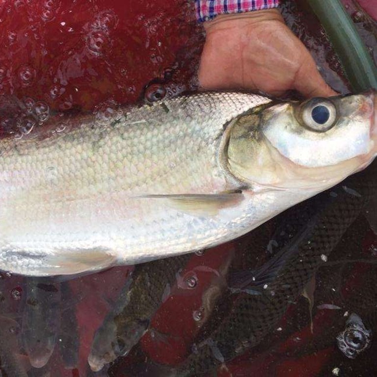 密山淡水鱼类兴凯湖大白鱼东北特产黑龙江淡水鱼类鲜活三花五罗鱼,淘宝优惠券,粉丝福利购,淘宝优惠卷