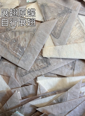 夜明珠闪蝶未展翅原蝶真昆虫标本素材手工创意小众礼物科普教具