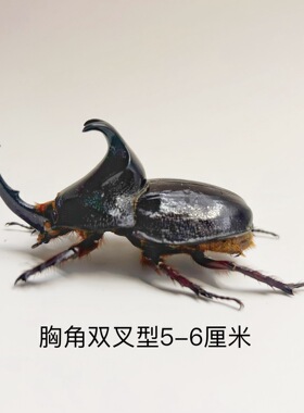 潘恩大兜虫真昆虫甲虫标本素材手工创意小众礼物科普教具