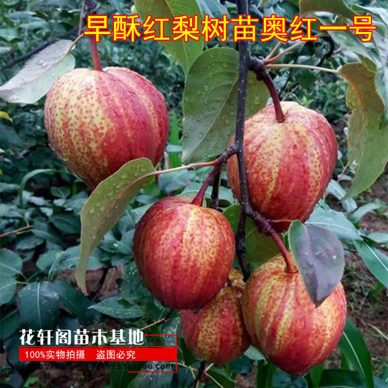 红啤梨配什么授粉树,红啤梨与什么梨授粉,红啤梨树的特征_大山谷图库