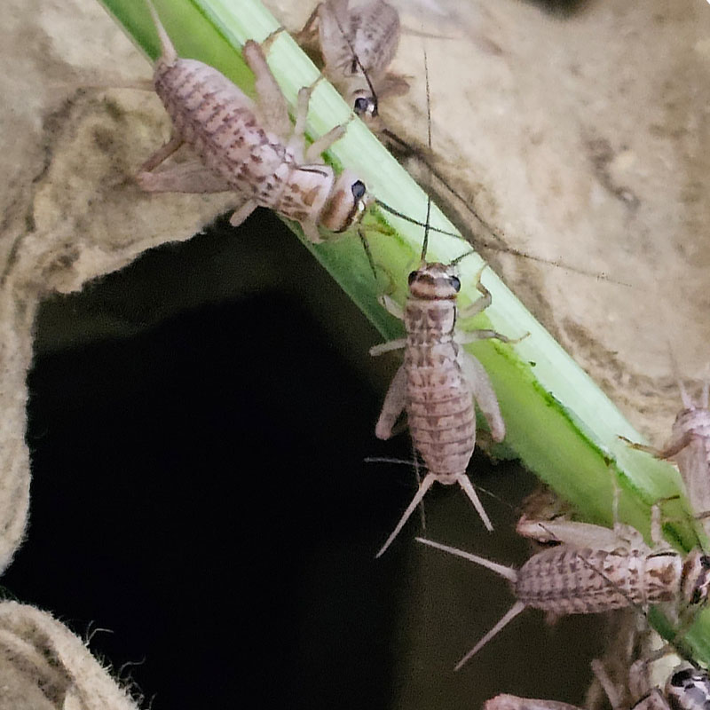 无菌大小号白蟋蟀活物蛐蛐蜥蜴花鸟鱼虫乌龟鹦鹉针头宠物食品饲料 - 图1