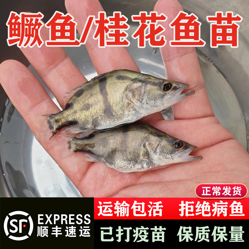 桂花鱼苗翘嘴白鳜鱼鱼苗淡水养殖食用鲑鱼季花桂鱼鲜活鱼苗观赏鱼-图1