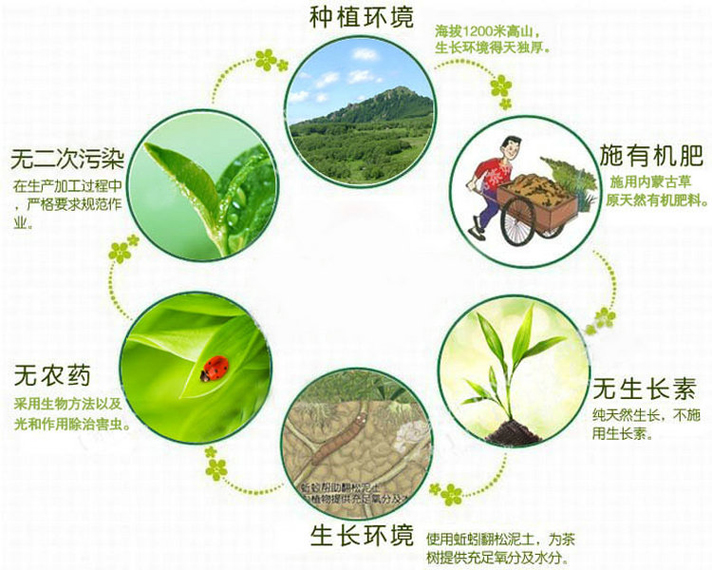 茶农新秋茶安溪tgy铁观音茶叶清香型兰花香带梗毛茶散装袋装500g