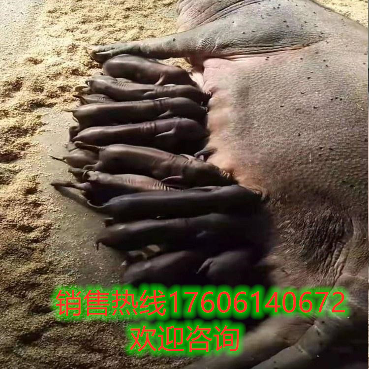 原种太湖母猪二元母猪包邮苏太母猪长白约克杜洛克种公猪猪仔活体 - 图0