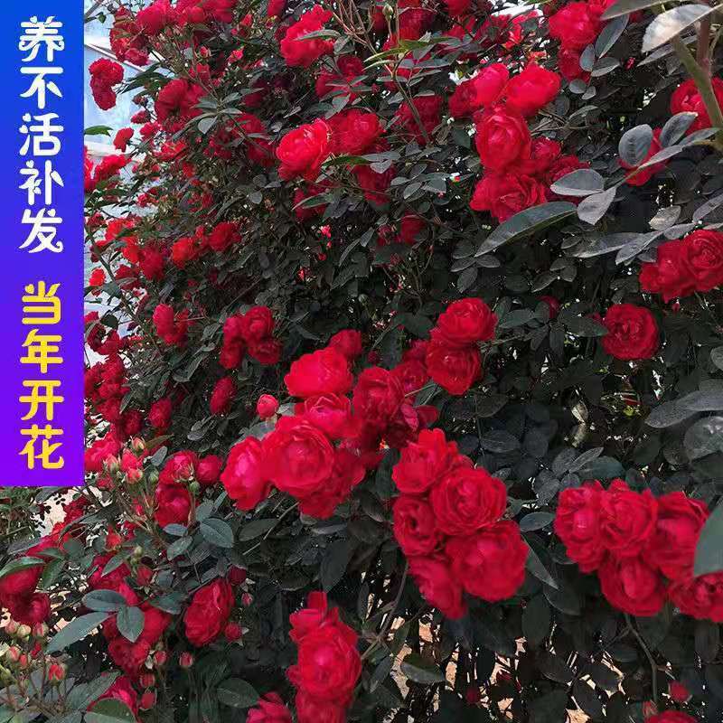 爬藤欧月蔷薇大苗藤本月季花苗庭院植物花卉玫瑰浓香大花四季开花-图0