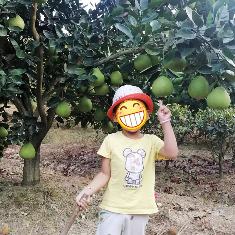 正宗安福蚕子江西特产吉安金兰柚孕妇新鲜水果萍乡武功山吉水柚子