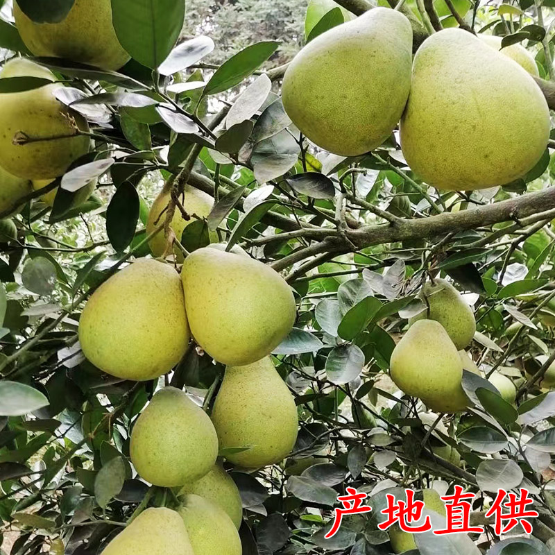 正宗安福蚕子江西特产吉安金兰柚孕妇新鲜水果萍乡武功山吉水柚子