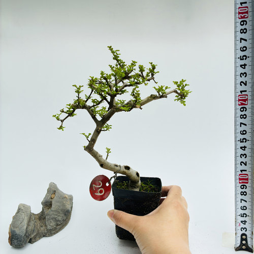 一物一拍对节白蜡微小型盆景素材新手练手桩趣味造型阳台绿植熟桩 - 图3