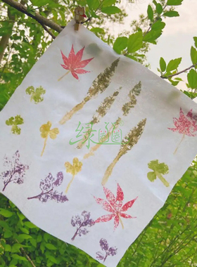 植物敲拓染鲜花绿植树叶押花