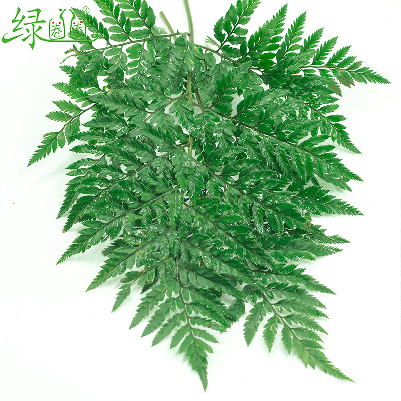 新鲜杨子叶 高山羊齿叶 芒叶 花草酒店西餐烘焙摆盘装饰点缀10支