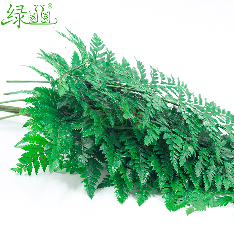 新鲜杨子叶 高山羊齿叶 芒叶 花草酒店西餐烘焙摆盘装饰点缀10支