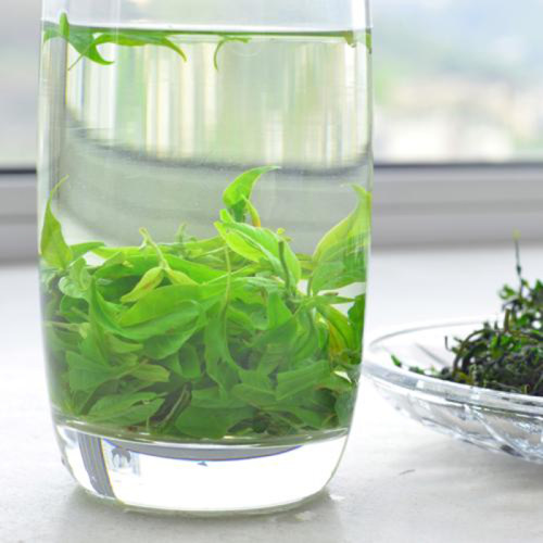 小叶苦丁茶叶2026正品青山绿水毛冬青嫩芽中药材500g装非野生特级 - 图2